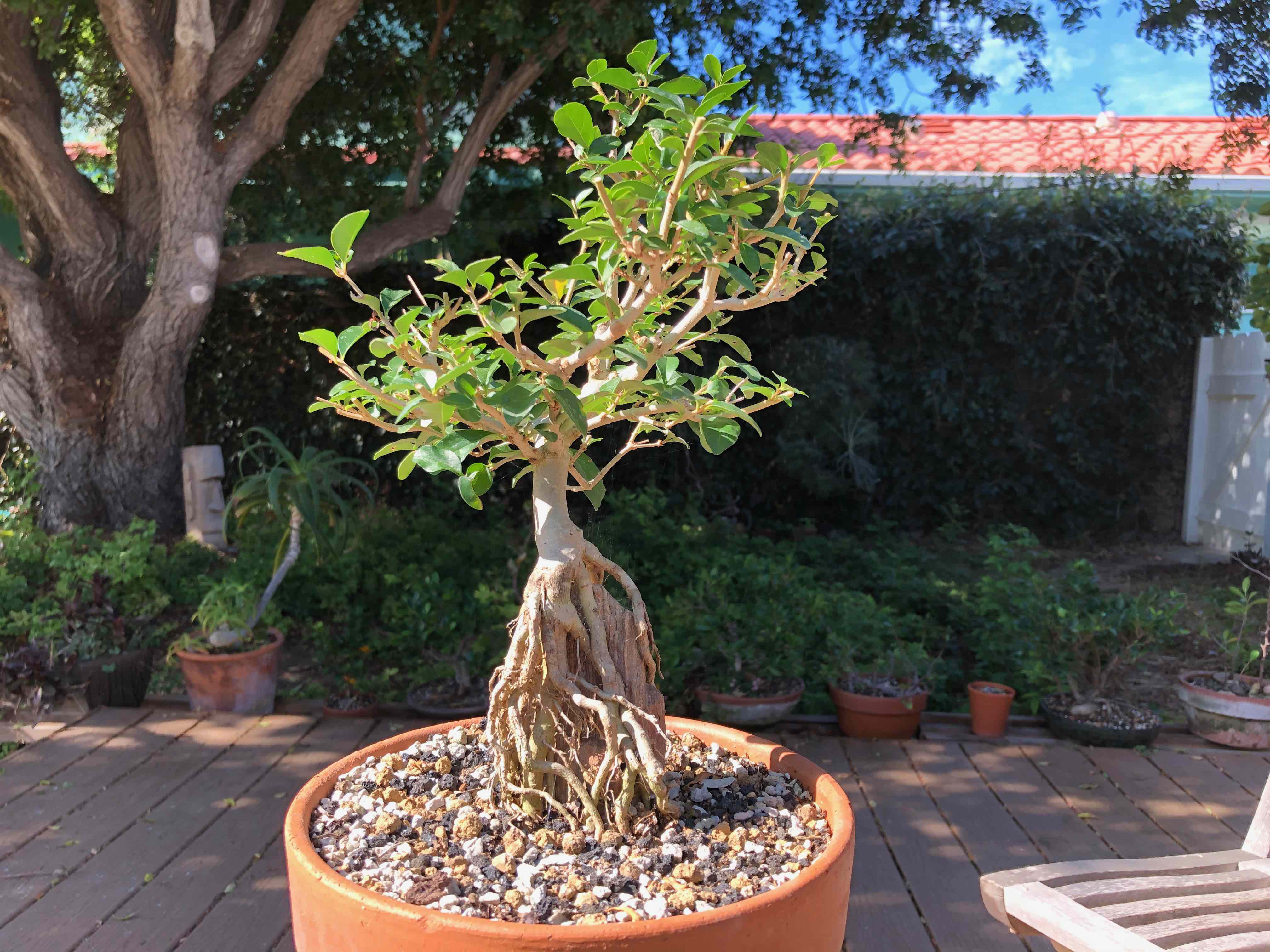 Root-over-rock privet (Ligustrum sp.)  beginBonsai