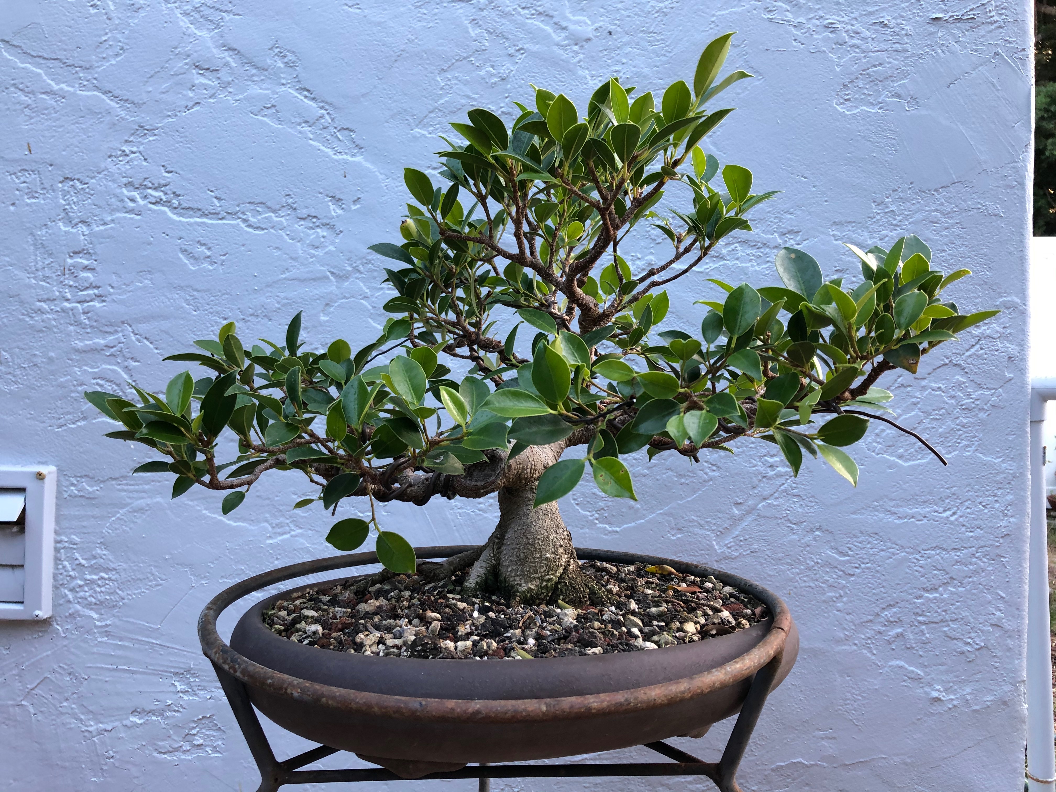 Tiger-bark ficus (Ficus microcarpa)  beginBonsai