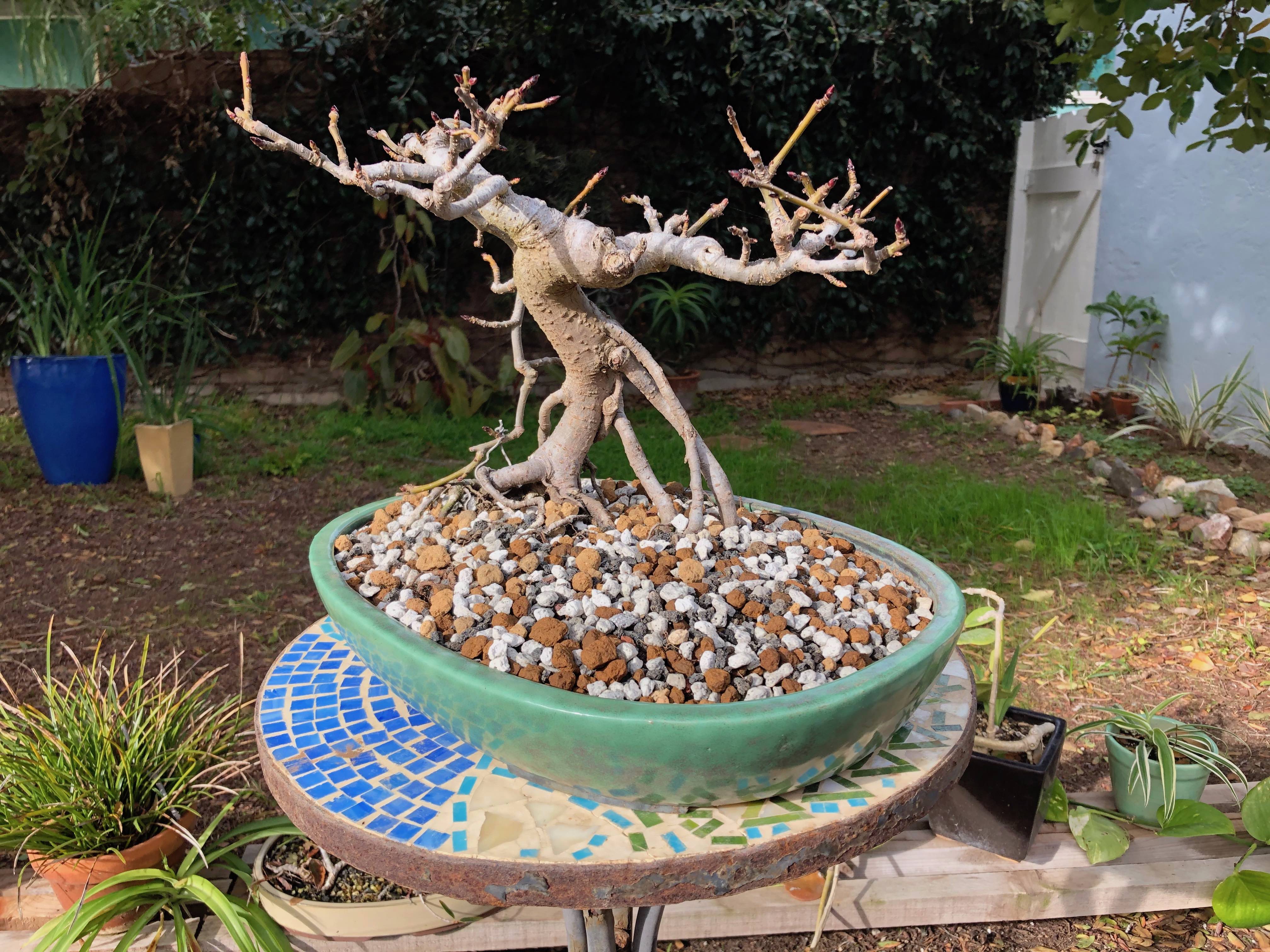 Liquidambar (Liquidambar styraciflua)  beginBonsai