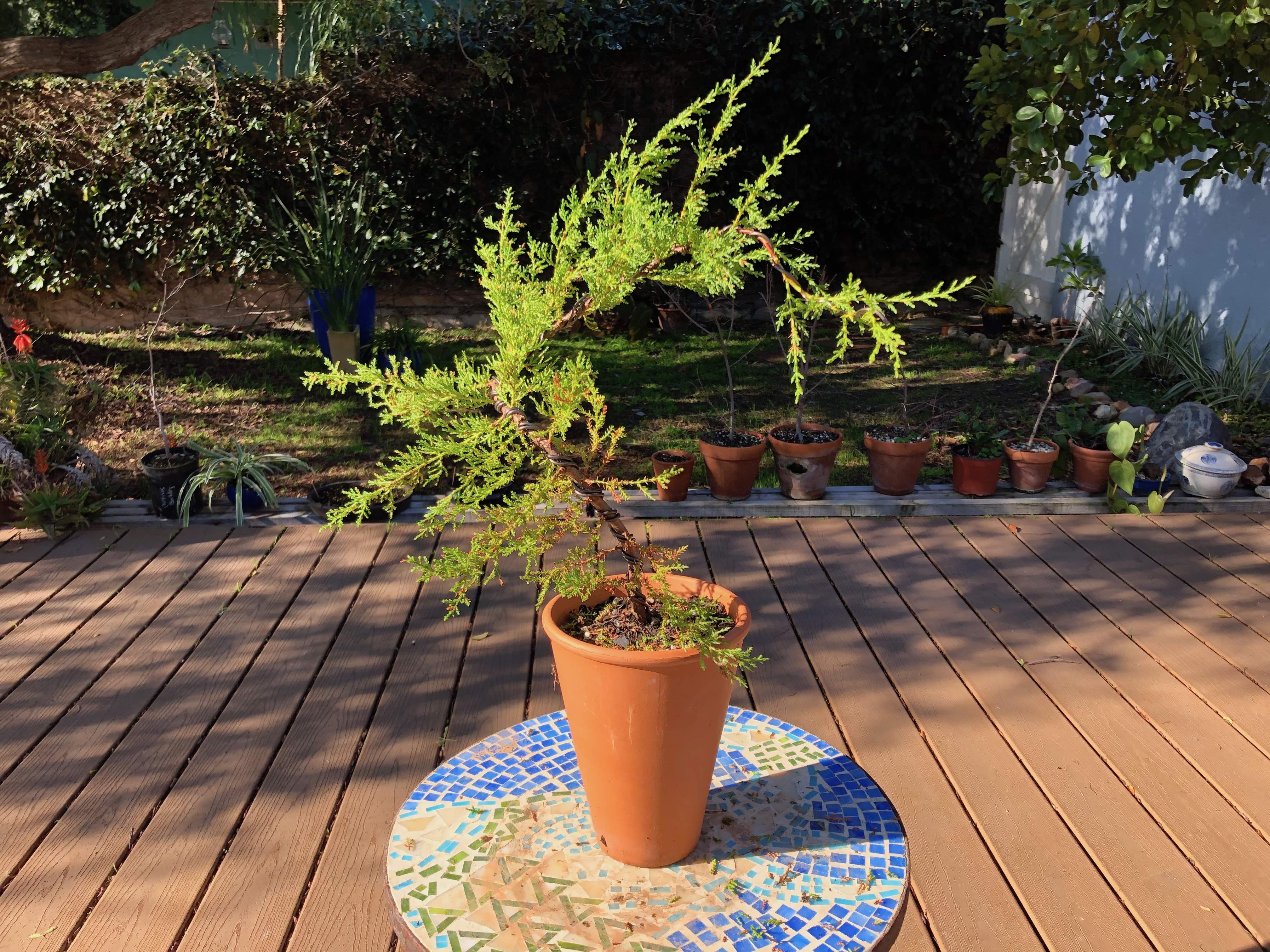 Six bonsai species from the Cupressaceae family  beginBonsai