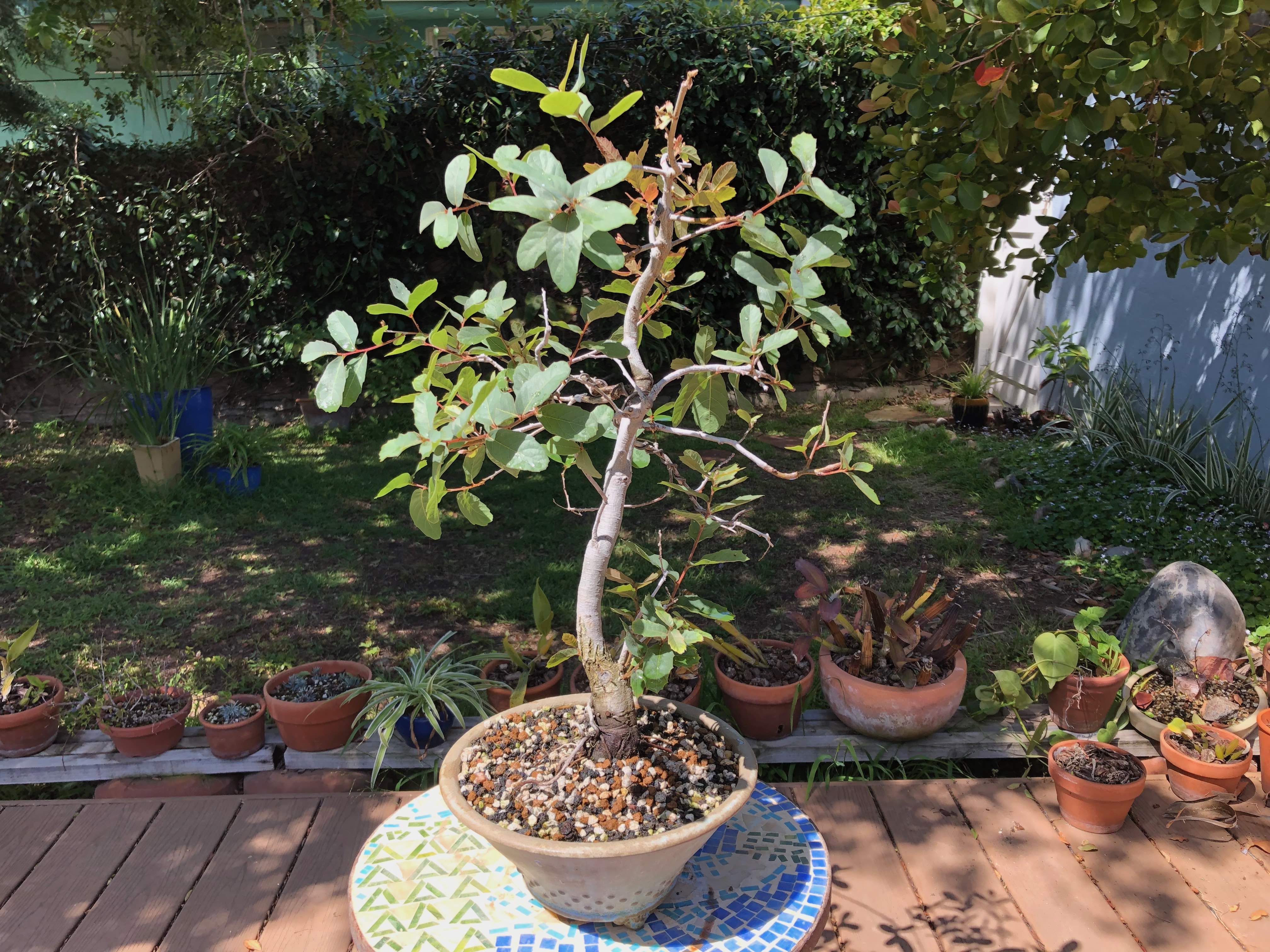 cercidiphyllum japonicum bonsai Cercidiphyllum Japonicum Katsura Seeds. Rare Caramel tree. Popular bon