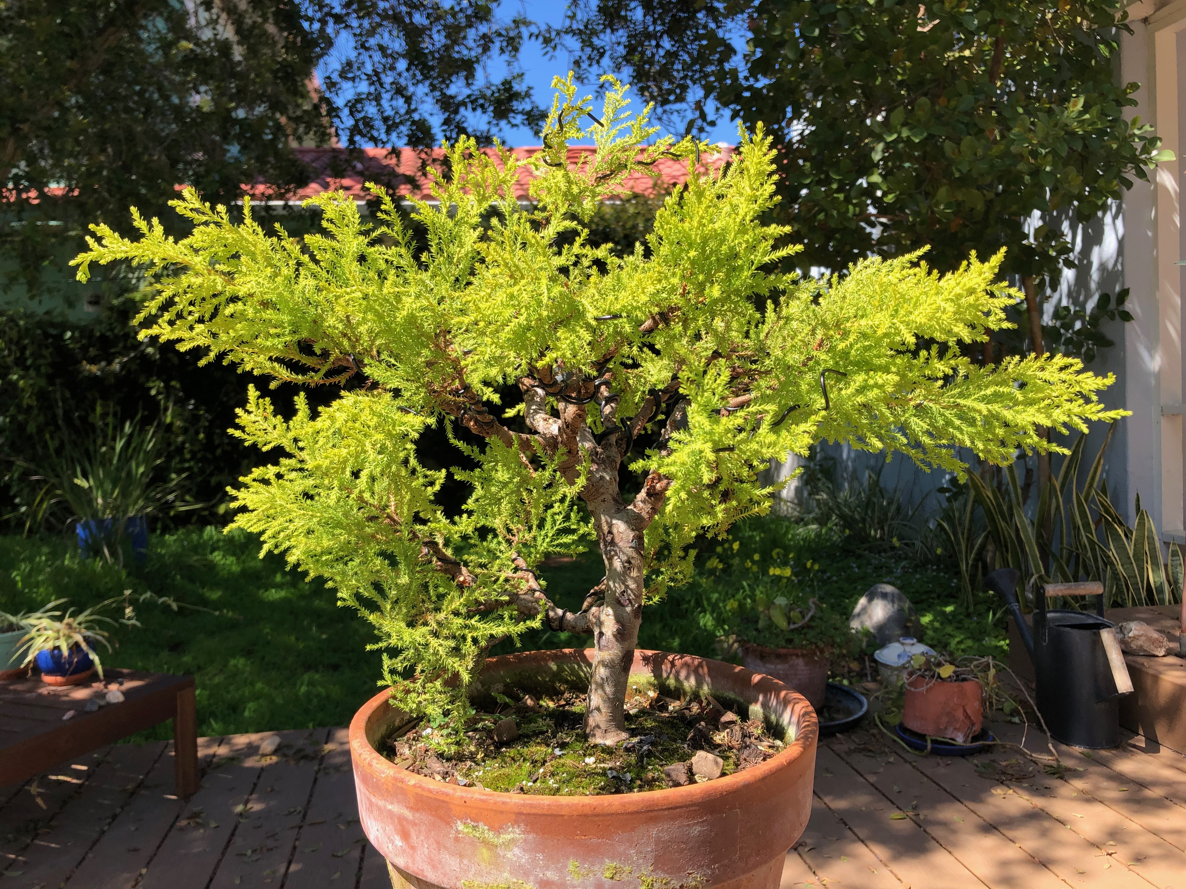 Lemon cypress (Cupressus Mac Goldcrest)  beginBonsai